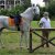 I nostri amici animali